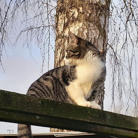 Brosarp Kallagarden Stora Gardslagenheten Zewnętrze zdjęcie